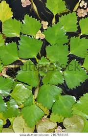 Attēlu rezultāti vaicājumam “Trapa natans leaf”