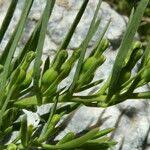 Attēlu rezultāti vaicājumam “Thesium alpinum”