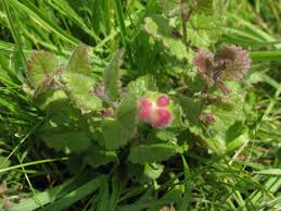 Attēlu rezultāti vaicājumam “Liposthenes glechomae”