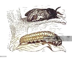 Attēlu rezultāti vaicājumam “Diloba caeruleocephala”