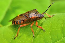 Attēlu rezultāti vaicājumam “Pinthaeus sanguinipes imago”