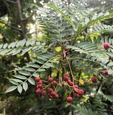 Attēlu rezultāti vaicājumam “Sorbus aucuparia fruit”