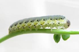 Attēlu rezultāti vaicājumam “Tenthredo mandibularis larva”