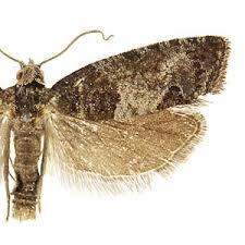 Attēlu rezultāti vaicājumam “Spilonota ocellana”