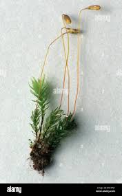 Attēlu rezultāti vaicājumam “Mnium hornum”