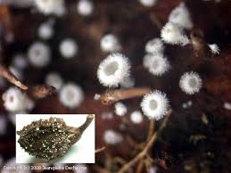 Attēlu rezultāti vaicājumam “Lachnum virgineum”