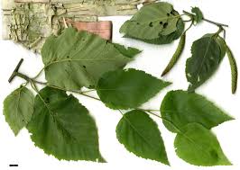 Attēlu rezultāti vaicājumam “Betula papyrifera leaf”