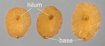 Attēlu rezultāti vaicājumam “Veronica anagallis-aquatica fruit”