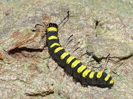 Attēlu rezultāti vaicājumam “Acronicta alni larva”