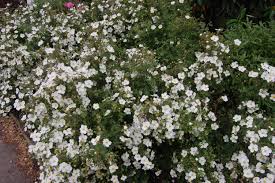 Attēlu rezultāti vaicājumam “Pentaphylloides fruticosa”