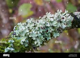 Attēlu rezultāti vaicājumam “Cetrelia olivetorum”