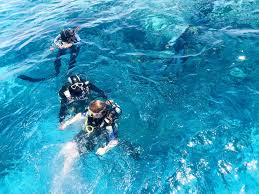 Image result for Great Western Divers