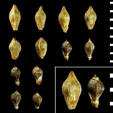 Attēlu rezultāti vaicājumam “Carex caryophyllea fruit”