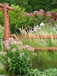 Attēlu rezultāti vaicājumam “Calamagrostis purpurea flower”
