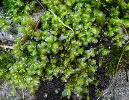 Attēlu rezultāti vaicājumam “Scapania nemorea”