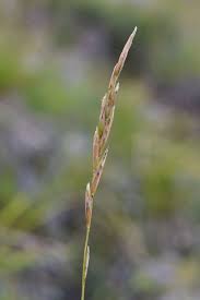 Attēlu rezultāti vaicājumam “Brachypodium pinnatum”
