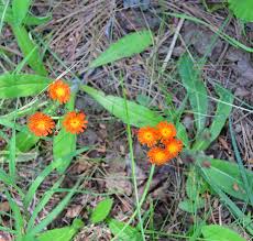 Image result for Hieracium aurantiacum