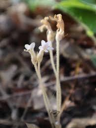 Attēlu rezultāti vaicājumam “Stemonitis pallida var. rubescens stalked”