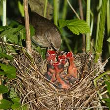 Attēlu rezultāti vaicājumam “Sylvia borin nest”