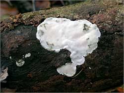 Attēlu rezultāti vaicājumam “Skeletocutis nivea”