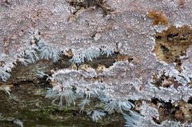 Attēlu rezultāti vaicājumam “Steccherinum fimbriatum”