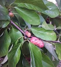 Attēlu rezultāti vaicājumam “Magnolia acuminata fruit”