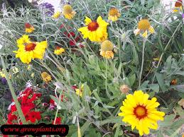 Image result for Gaillardia amblyodon