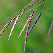 Attēlu rezultāti vaicājumam “Bromopsis benekenii”