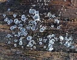 Attēlu rezultāti vaicājumam “Mollisia amenticola”