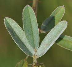 Attēlu rezultāti vaicājumam “Lophozia capitata”