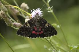 Attēlu rezultāti vaicājumam “Catocala sponsa”