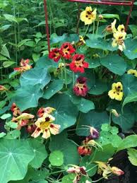 Attēlu rezultāti vaicājumam “Tropaeolum majus bud”