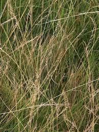 Attēlu rezultāti vaicājumam “Nardus stricta”