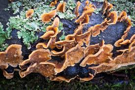 Attēlu rezultāti vaicājumam “Stereum hirsutum”