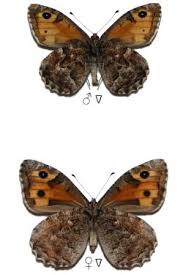 Attēlu rezultāti vaicājumam “Hipparchia semele”