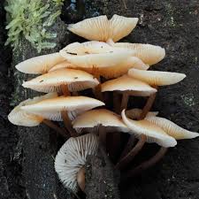 Attēlu rezultāti vaicājumam “Collybia sp.”