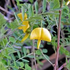 Image result for Colutea arborescens