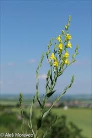Attēlu rezultāti vaicājumam “Linaria loeselii leaf”