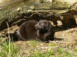 Attēlu rezultāti vaicājumam “Mustela vison”