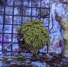 Attēlu rezultāti vaicājumam “Tubifera sp.”