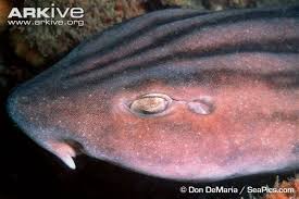 Image result for Poroderma africanum