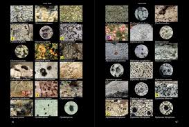 Attēlu rezultāti vaicājumam “Cliostomum corrugatum”