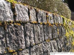 Attēlu rezultāti vaicājumam “Tortula lingulata”