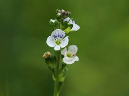 Attēlu rezultāti vaicājumam “Veronica serpyllifolia leaf”