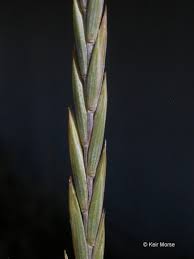 Attēlu rezultāti vaicājumam “Elytrigia repens”