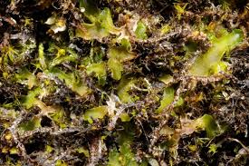 Attēlu rezultāti vaicājumam “Riccardia incurvata”