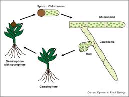 Attēlu rezultāti vaicājumam “Bryum pallens sporophyte”