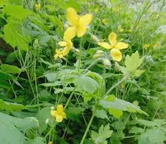 Attēlu rezultāti vaicājumam “Chelidonium majus flower”