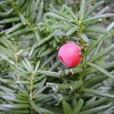 Attēlu rezultāti vaicājumam “Taxus”