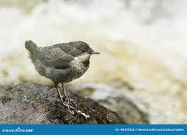 Attēlu rezultāti vaicājumam “Cinclus cinclus adult”